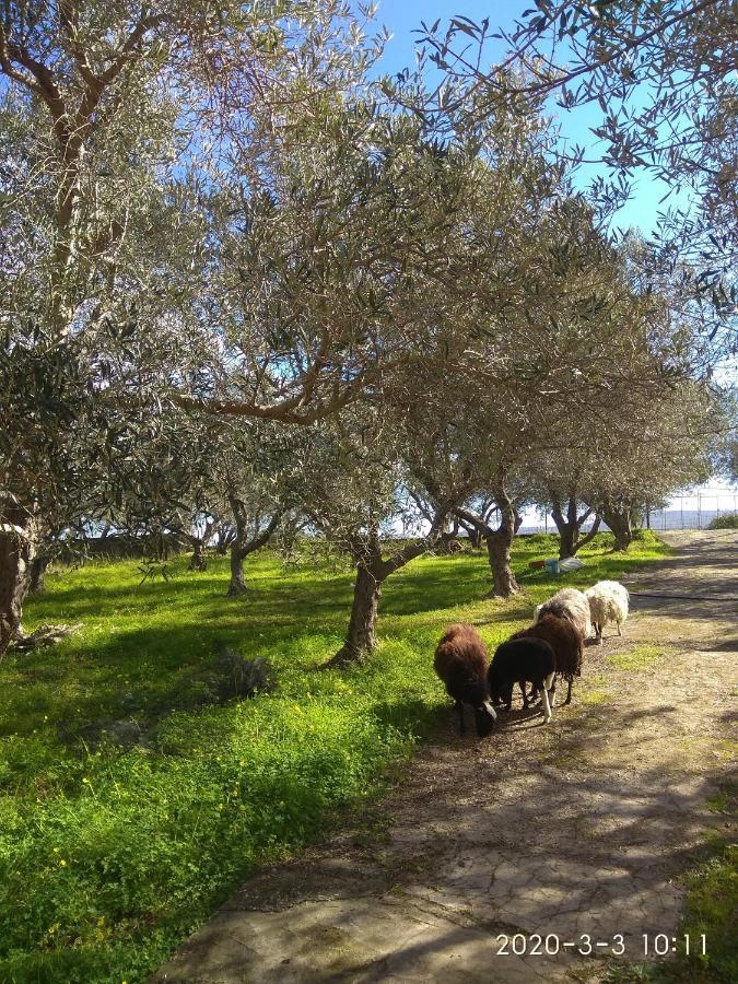 Ktima Tzamika Lägenhet Episkopi-Chania Exteriör bild