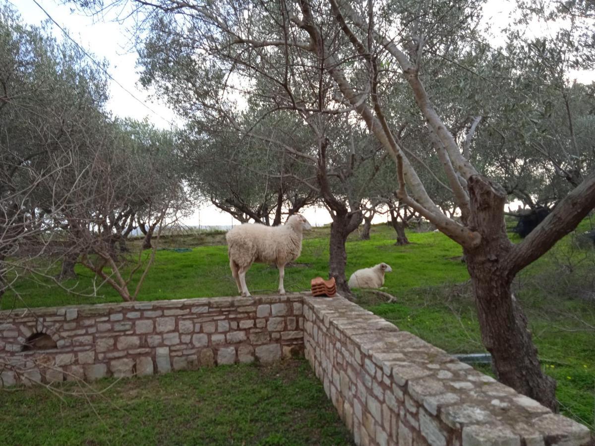 Ktima Tzamika Lägenhet Episkopi-Chania Exteriör bild